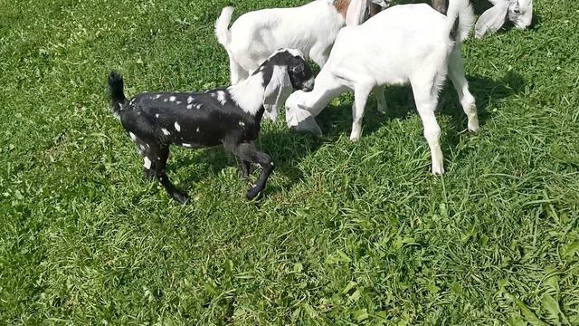 Козлята Гулаби Нубийские 3 месяца