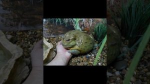 Самая большая лягушка на планете(Голиаф).