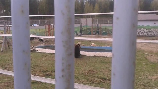медведи ярославский зоопарк смотреть онлайн