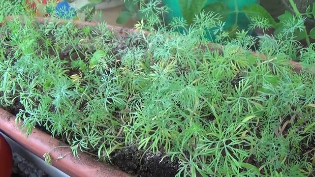 Что можно вырастить на балконе. Огород на окошке 3 июня 2020. смотреть онлайн