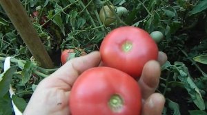 Томат Каскадный Уд.