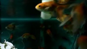 Золотая рыбка- Елена Ваенга