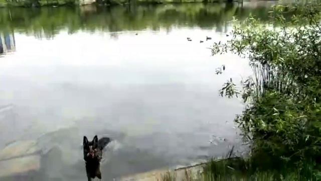 ДЕВУШКА С СОБАКОЙ. 2 смотреть онлайн