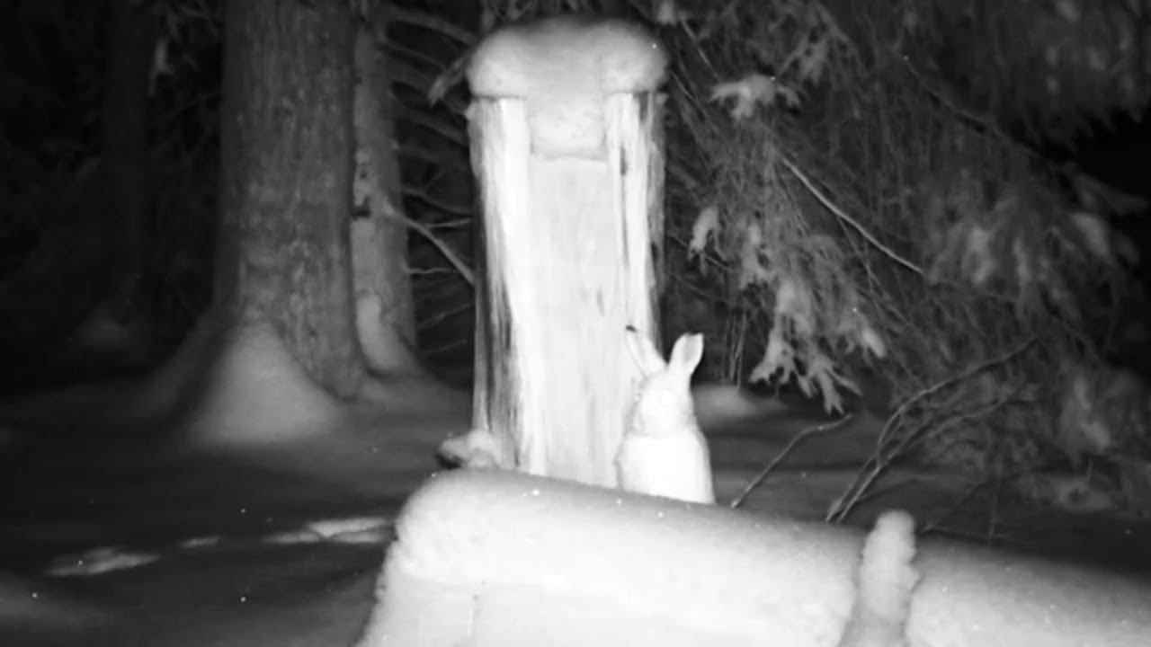 Фотоловушка Bolyguard SG2060-K #23 Заяц у солонца №6 смотреть онлайн