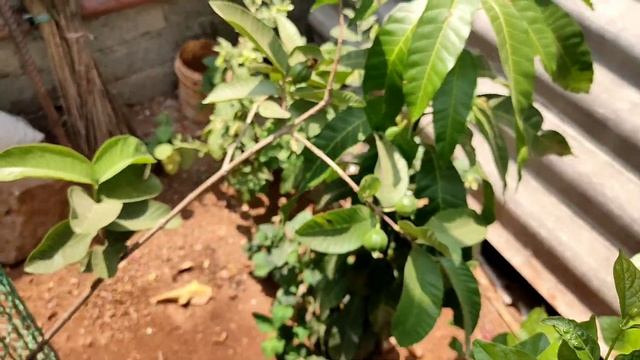 Double Your GUAVA Fruiting With these tips in telugu | guava plant care in Telugu #guava #fruittree смотреть онлайн