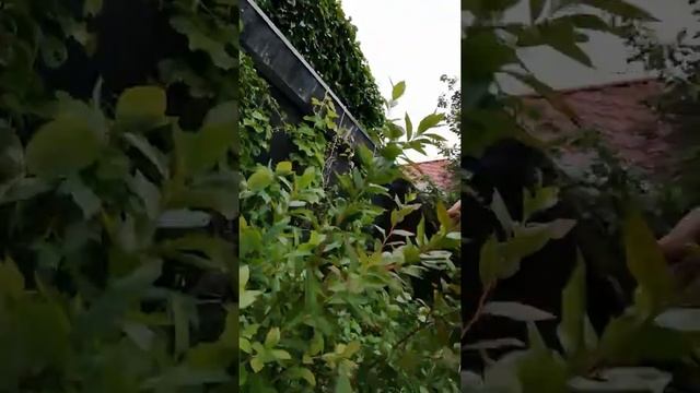 ГОРТЕНЗИЯ НА ШТАМБЕ ВАНИЛА ФРАЙЗ смотреть онлайн