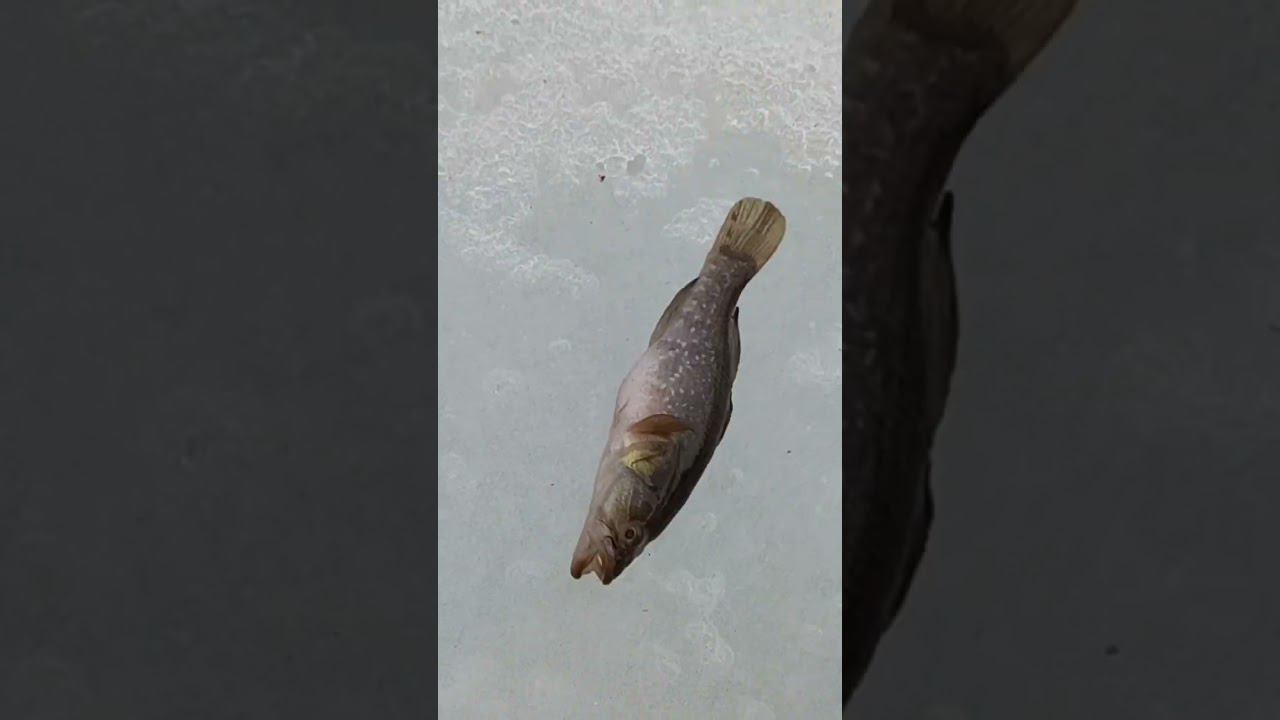 2 апреля 2023 г. смотреть онлайн