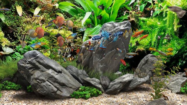 Dream Aquarium - Mixed #5 (4K) смотреть онлайн
