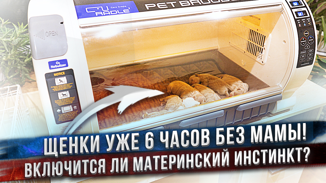 Щенки в хлебнице, а им нужная родная мать! смотреть онлайн
