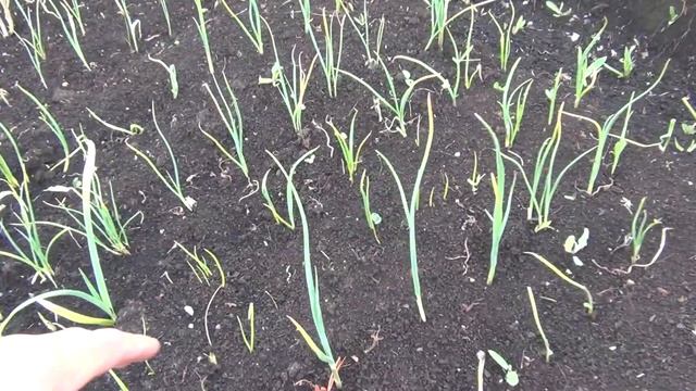 Чеснок зимний на 4 июля 2017 год Пересадка чеснока после зимы Дача Огород Сад смотреть онлайн