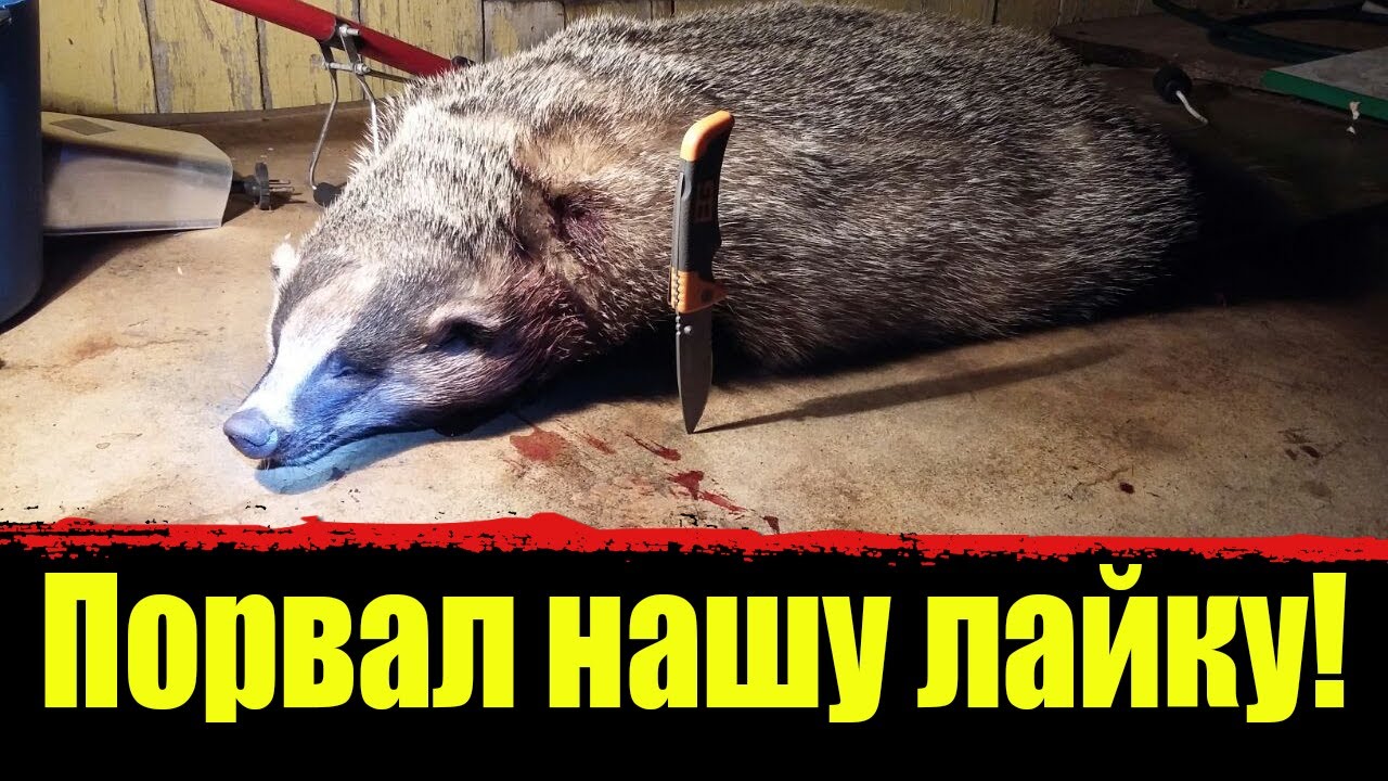 Охота на барсука, как она есть! Охота на барсука с лайками! Охота на барсука с норными собаками. смотреть онлайн