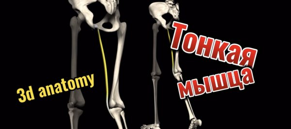 3d anatomy. Тонкая мышца.