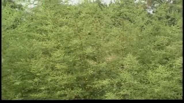 Herb Farming смотреть онлайн