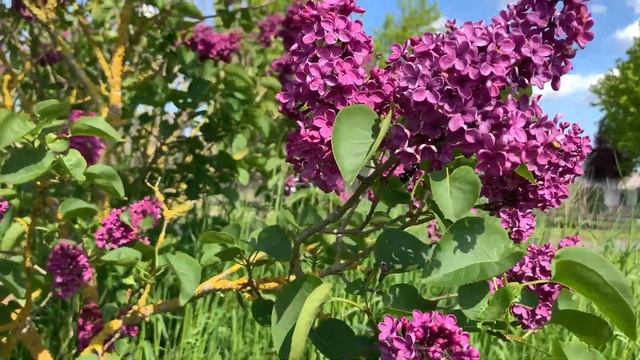 Lilac bushes or (Syringa vulgaris) смотреть онлайн