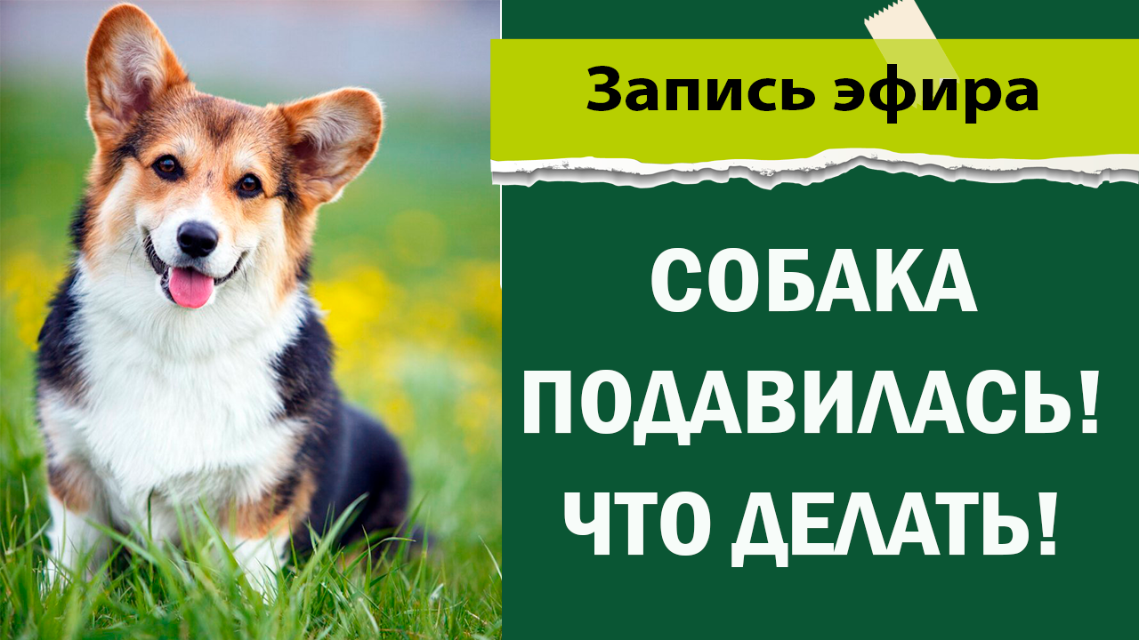 Собака подавилась! Что делать! | Советы ветеринара