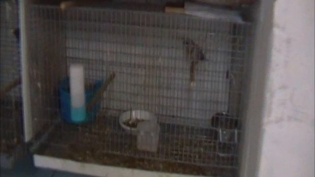 японские амадины и маленькие хитрости смотреть онлайн