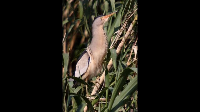 Малая выпь, смотреть онлайн