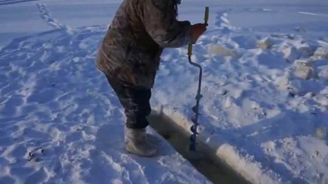 Видеосъемка якутских коров и северных овец в зимнее время в хозяйстве ЯГСХА смотреть онлайн