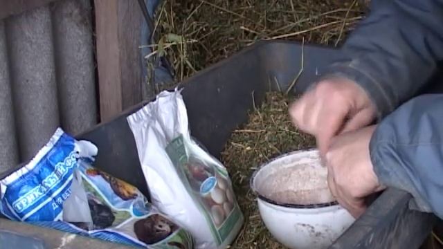 Куры клюют яйца. смотреть онлайн