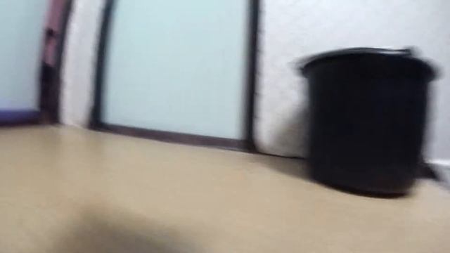 La vie vue de notre chat.... смотреть онлайн