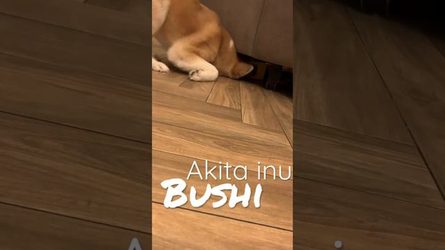 Bushi развлекает себя сам) 4 месяца, ищет семью! #акитаину #akitainu #akita #akitainupuppy #акита смотреть онлайн