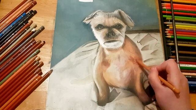 DOG PORTRAIT Drawing Using Derwent Drawing Pencils, Luminance & Polychromos смотреть онлайн