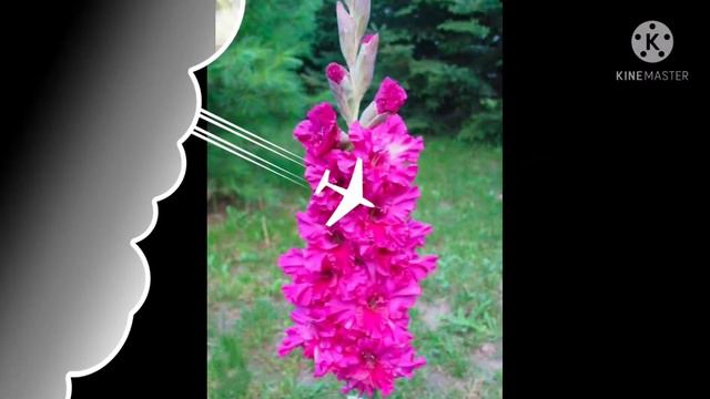 Beautiful Gladiolas смотреть онлайн