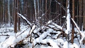 Один день из жизни лесоруба, часть 2- я. Процесс заготовки жердей в лесу, работа бензопилами.