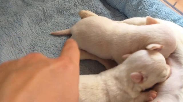 Chihuahua puppies nursing смотреть онлайн