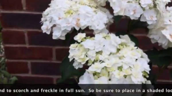 Hydrangea Macrophylla Doppio Bianco 'Wedding Gown'