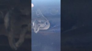 Audi A4 B5 соскочил тросик капота способ открыть.