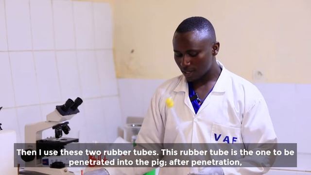 Artificial insemination technology to improve pig genetics in Rwanda смотреть онлайн