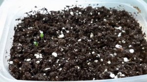 АНТУРИУМ. Секреты выращивания антуриума из семян на канале "Цветочная фея".