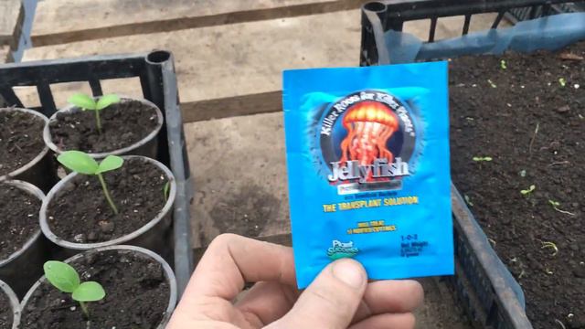 Микориза смотреть онлайн