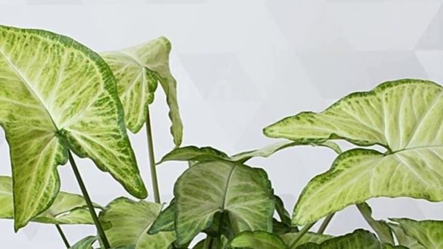 СИНГОНИУМ - виды и сорта. смотреть онлайн