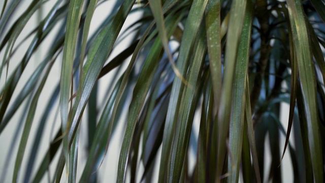 Dracena obrzeżona porady, pielęgnacja i choroby смотреть онлайн