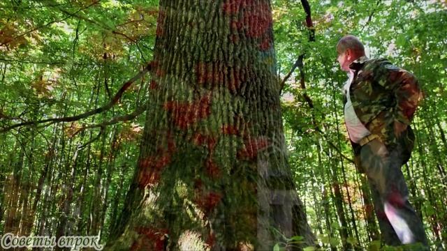 ➤ Какие деревья, делятся своей энергией ➤ Деревья-доноры ➤ Как получить энергию от дерева смотреть онлайн