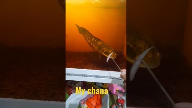My Chana fish #shorts #chana #chanayellowsentarum смотреть онлайн