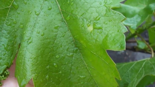 Милдью или локальный хлороз на винограде? смотреть онлайн