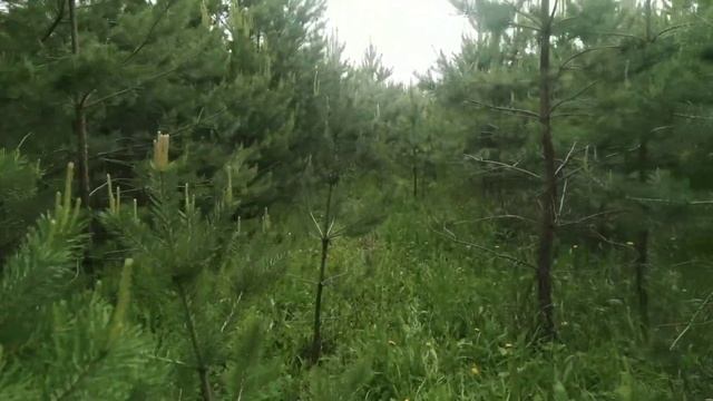 Первые маслята 2022г. Погуляли по лесу. смотреть онлайн