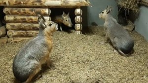 Малыш патагонской мары,  растём и взрослеем #мара #грызун #экзотическиепитомцы
