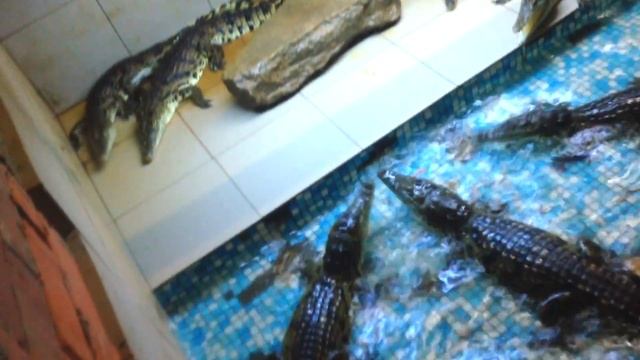 Маленькие крокодилы едят! смотреть онлайн