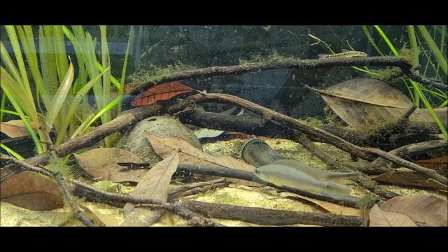 Crenicichla regani Rio Guàma with fry (3 day) смотреть онлайн