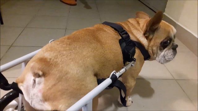 Инвалидные коляски для собак Animal Mobile смотреть онлайн