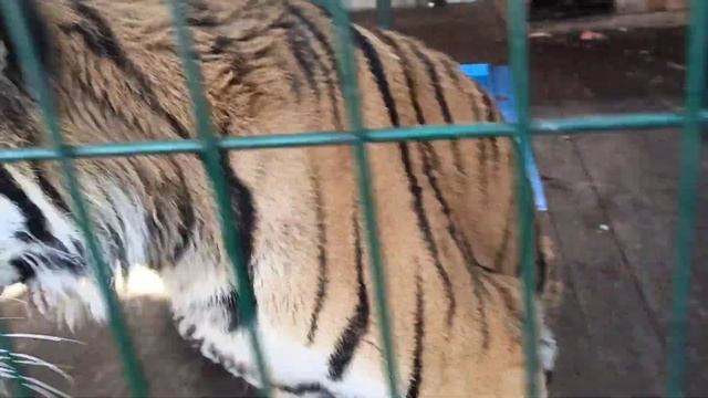 Утренняя прогулочка???❤ смотреть онлайн