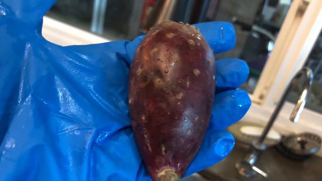 Пассифлора и кактусы во съедение смотреть онлайн