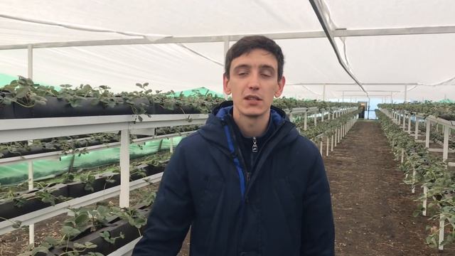 Что выгодно выращивать на продажу в теплице круглый год? Рентабельный тепличный бизнес смотреть онлайн