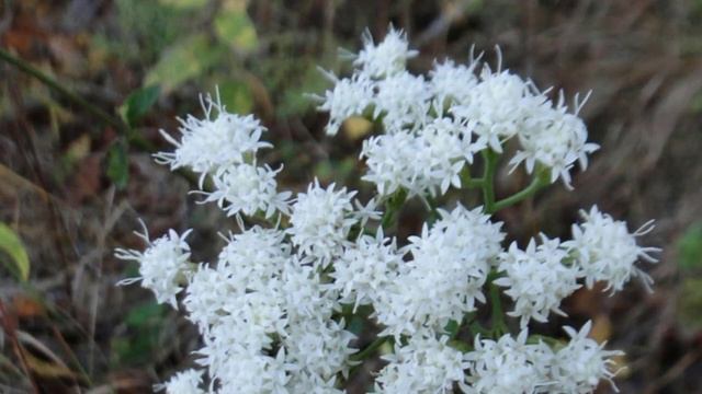 Самые смертельные растения нашей планеты. смотреть онлайн