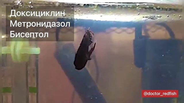 Плавниковая гниль у петушка. Лечение.