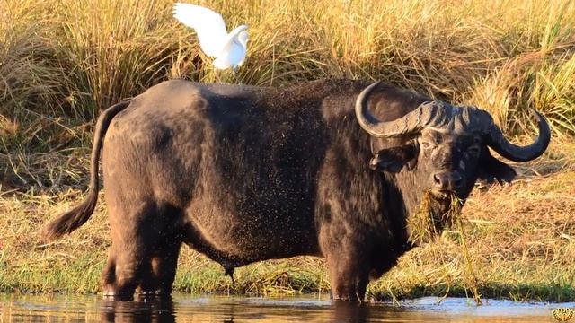 Этот гигант, справиться с любым противником победить его практически, невозможно!